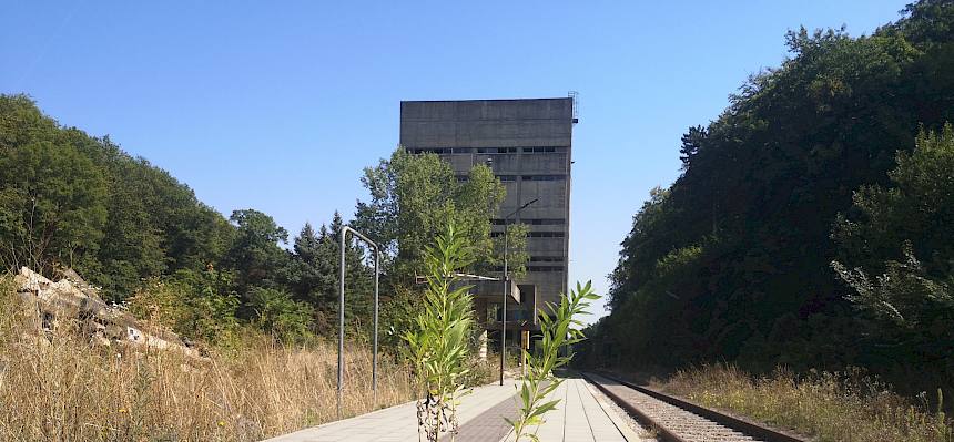 Besonders wichtig ist es, die invasive Goldrute samt ihrer Wurzeln auszureißen.