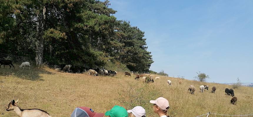 Bei den Schafen erfuhren wir mehr über die Beweidung der Heide und warum diese für deren Erhaltung unbedingt notwendig ist. © FdPH/Girsch