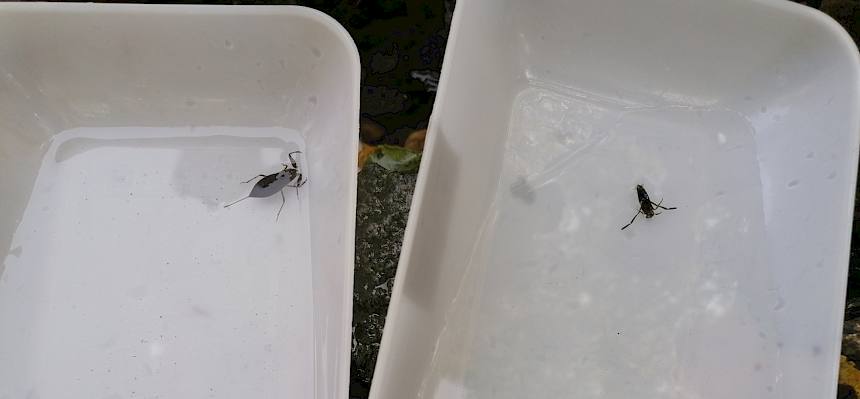 Wasserskorpion und zwei Rückenschwimmer. © FdPH/Girsch