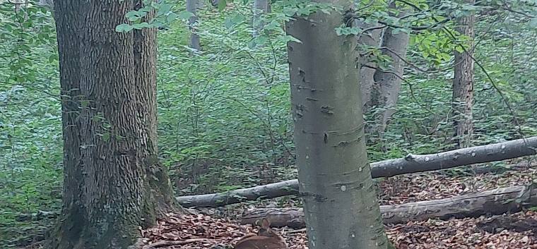 Ein Rehkitz wurde am Wegesrand entdeckt - wichtig ist es, Kitze nicht zu stören und keinesfalls anzugreifen, da sie dann von der Mutter nicht mehr angenommen werden. © LPV/O. Gollong