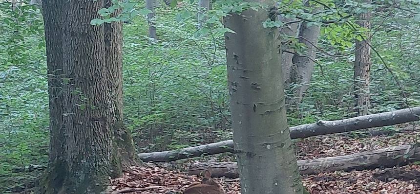 Ein Rehkitz wurde am Wegesrand entdeckt - wichtig ist es, Kitze nicht zu stören und keinesfalls anzugreifen, da sie dann von der Mutter nicht mehr angenommen werden. © LPV/O. Gollong