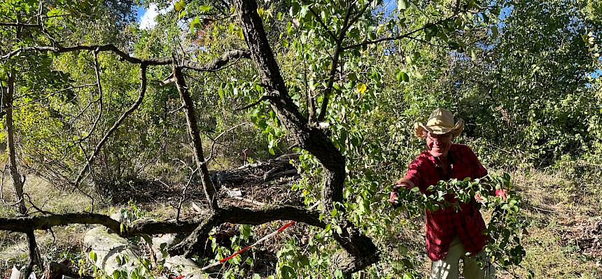 Besonntes stehendes Totholz ist ein wertvoller Lebensraum und wird daher gezielt freigestellt. © FdPH/A. Mrkvicka