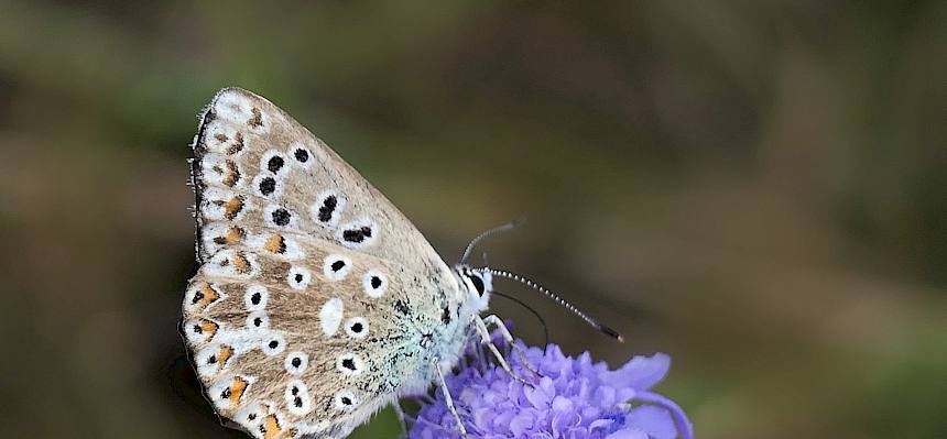 Himmelblauer Bläuling (Polyommatus bellargus) - Weibchen © Peter Stöckl