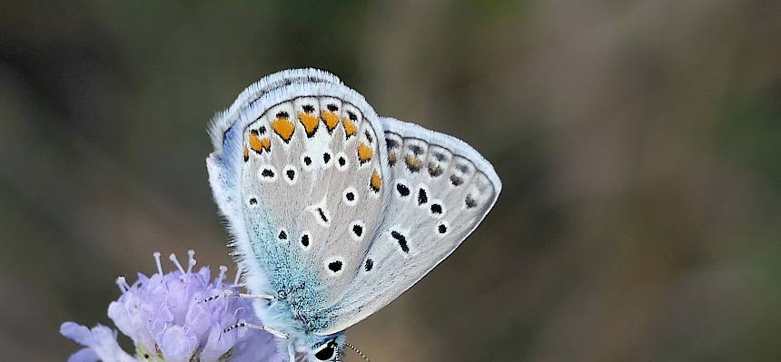 Himmelblauer Bläuling (Polyommatus bellargus) - Männchen © Peter Stöckl