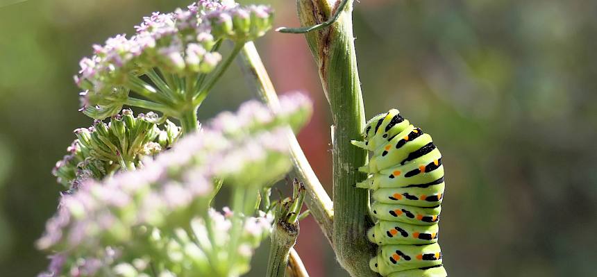 Die Raupe des Schwalbenschwanzes (Papilio machaon) frisst an Doldenblütlern. © Peter Stöckl