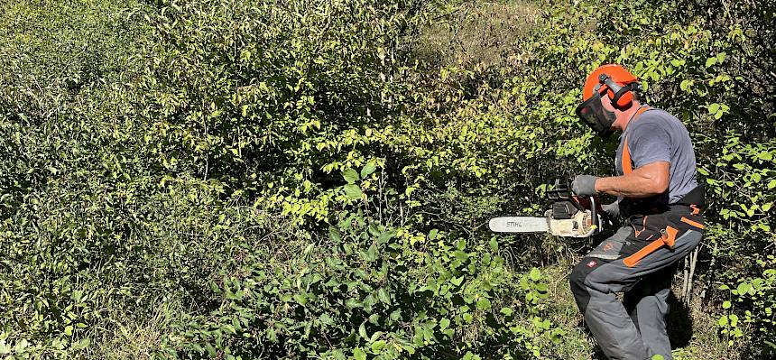 Beim Zurücksetzen der Hecke im Saugraben ist die Motorsäge eine große Hilfe. © FdPH/A. Mrkvicka