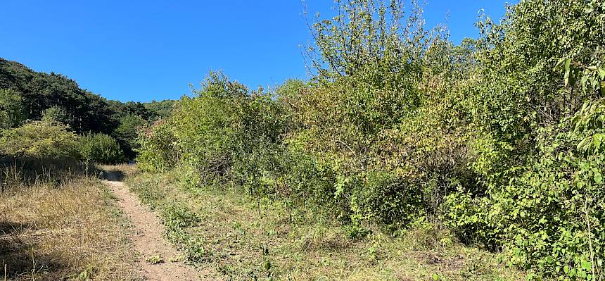 Die fertig zurückgesetzte Hecke, die den Oberhang des Saugrabens vom Grabenbereich und Weg trennt. © FdPH/A. Mrkvicka