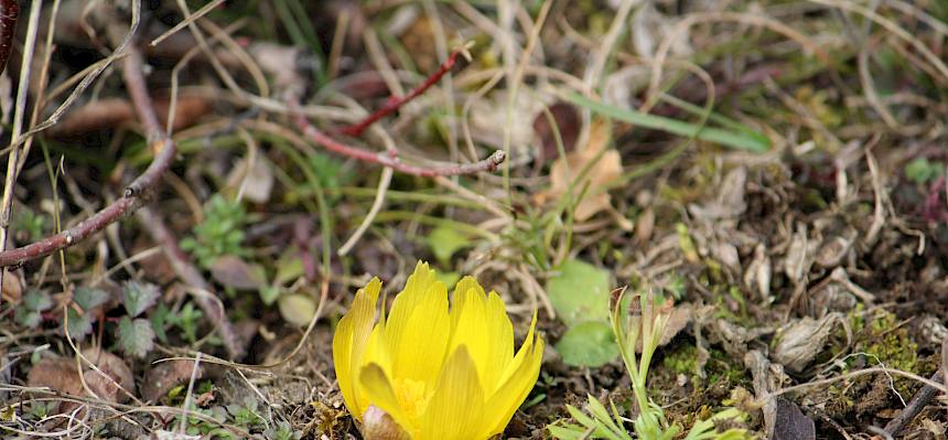 Die ersten Frühlings-Adonisröschen (Adonis vernalis) wagen sich schon heraus und kündigen den baldigen Frühling an. © FdPH/L. Strobl