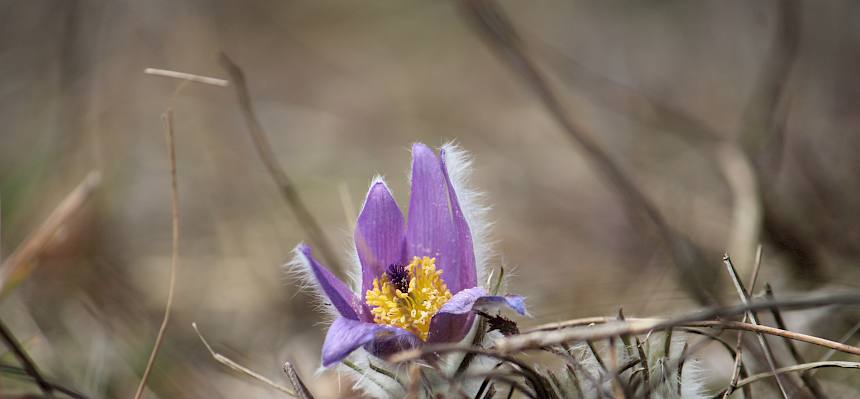 Einzelne Große Kuhschellen (Pulsatilla grandis) blühen ebenfalls schon auf der Heide. © FdPH/L. Strobl