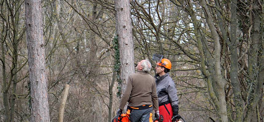 Bei der Fällung der Bäume muss mit großer Umsicht vorgegangen werden. © FdPH/L. Strobl