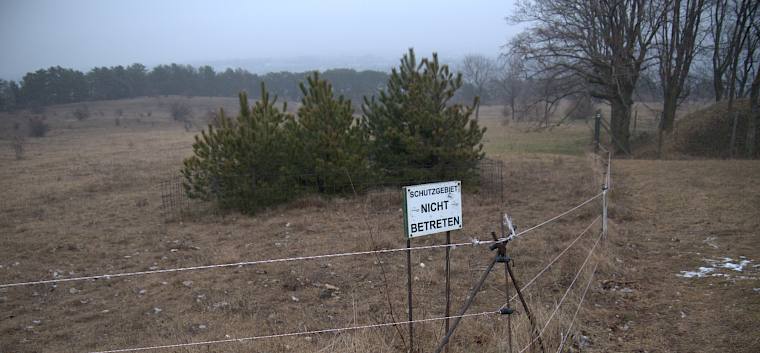 Seit 2005 gibt es ein eingezäuntes Gebiet zum Schutz der Zieselpopulation auf der Perchtoldsdorfer Heide. © FdPH/H. Spitzauer