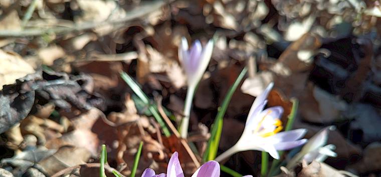 Die ersten Frühlingsboten lassen sich schon blicken - hier ein Elfen-Krokus (Crocus tommasinianus). © FdPH/I. Drozdowski