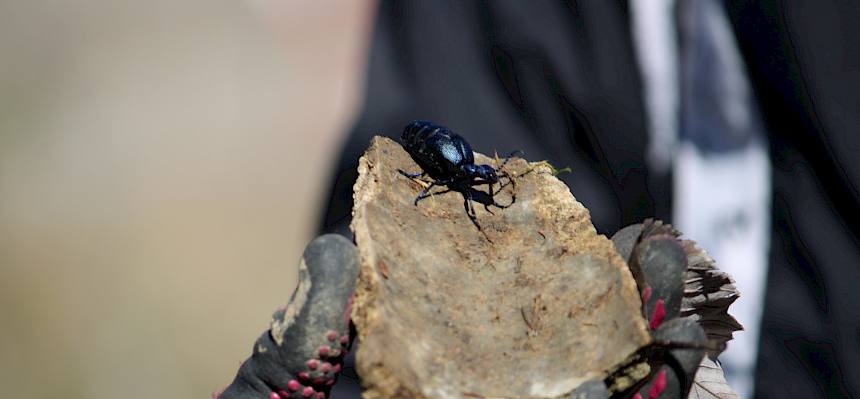 Aus sicherer Entfernung und ohne direkte Berührung konnte auch ein Ölkäfer betrachtet werden. © LPV/L. Strobl