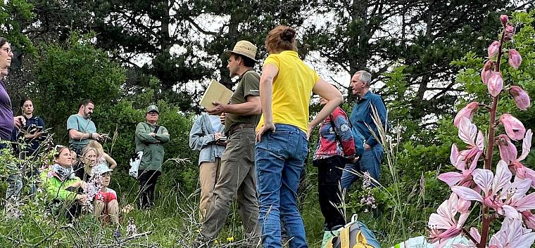 Blütenpracht  - hier ein Diptam - auf der Perchtoldsdorfer Heide. © P. Stöckl
