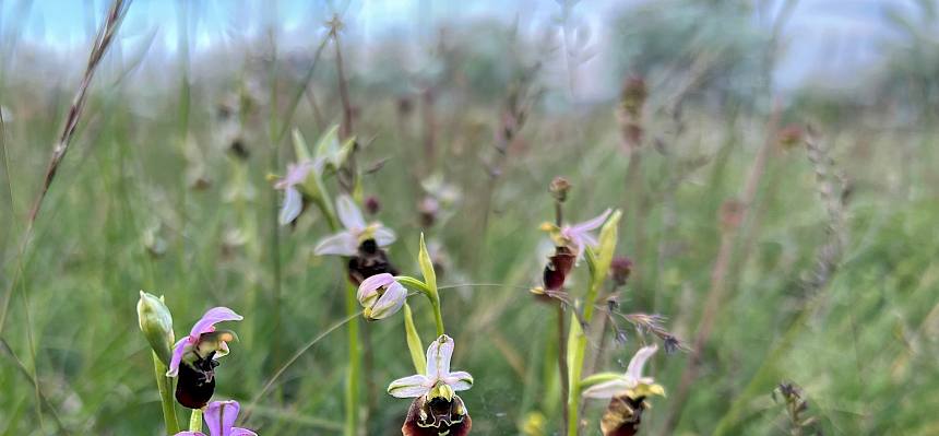 Eine besondere Orchideenart: die Hummel-Ragwurz (Ophrys holoserica) © P. Stöckl