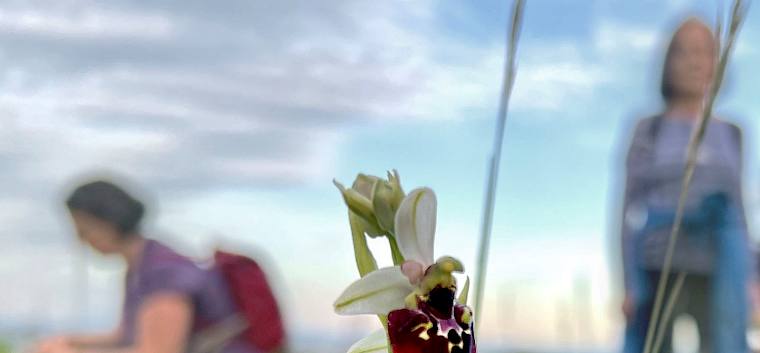 Eine besondere Orchideenart: die Hummel-Ragwurz (Ophrys holoserica) © P. Stöckl