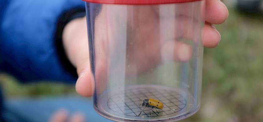 Hier konnte Lachnaia sexpunctata, ein Blattkäfer, bestaunt werden. © FdPH/J. Fischer