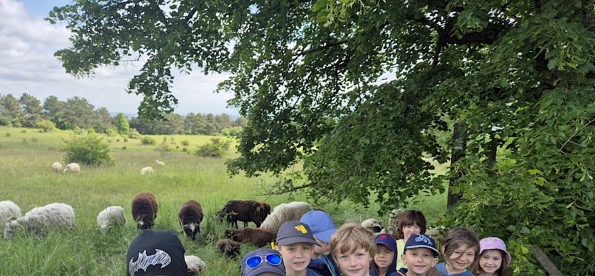 Die Beweidung mit Schafen ist essenziell für die Erhaltung der Trockenrasen auf der Heide. © FdPH/L. Reimoser-Berger