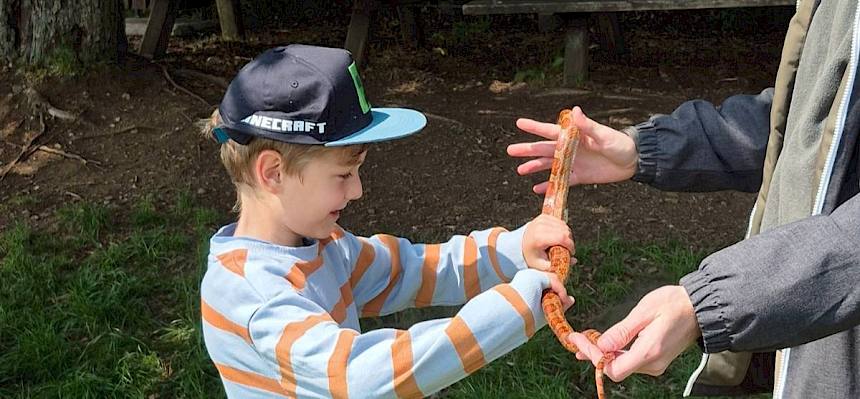 Um den Kindern die Scheu vor Schlangen zu nehmen, war sogar eine Kornnatter (amerikanische Art) beim Heide-Schulprojekt mit dabei. © FdPH/B. Rödlich