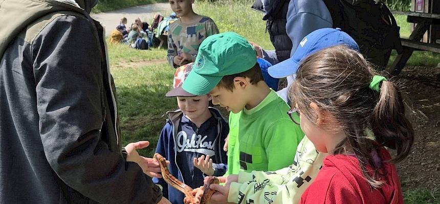 Besonders fasziniert waren die Schüler:innen von der Kornnatter (amerikanische Art). Ziel ist, den Kindern die Angst vor Schlangen zu nehmen. © FdPH/B. Rödlich