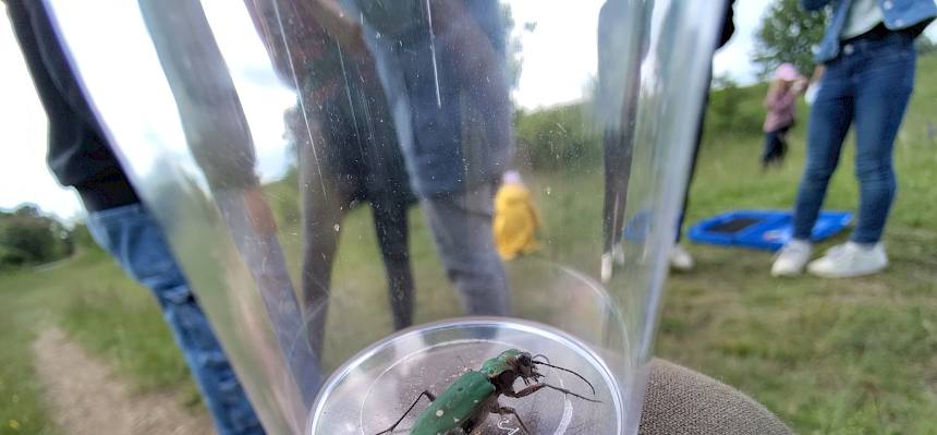 Sandlaufkäfer zählen zu den schnellsten Insekten Europas – sie jagen ihre Beute im rasanten Tempo über sonnige, sandige Böden. © FdPH/J. Fischer