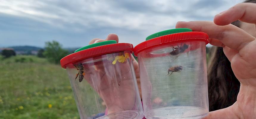 Honigbienen sind vom Menschen gehaltene Nutztiere – für die Bestäubung vieler Wildpflanzen und seltener Arten spielen jedoch Wildbienen eine viel wichtigere Rolle. © FdPH/B. Sabek