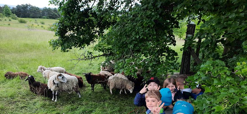 Beweidung ist essenziell für die Erhaltung der Trockenrasen auf der Perchtoldsdorfer Heide. © FdPH/S. Leischner
