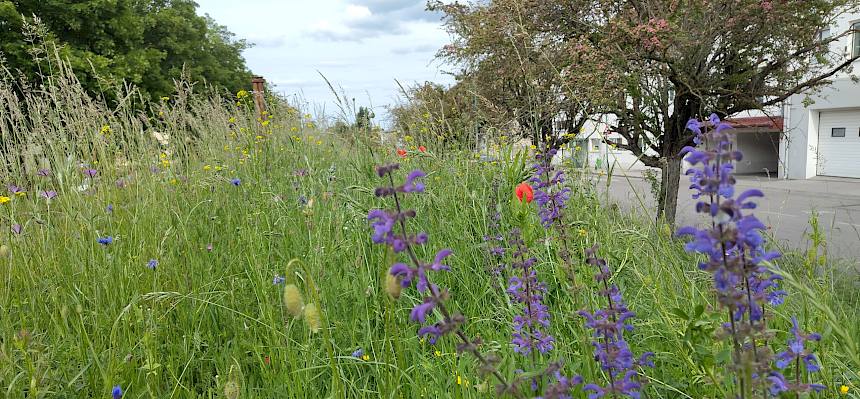 Blütenpracht am Insektenhighway fördert die Biodiversität. © FdPH/ J. F. Fischer