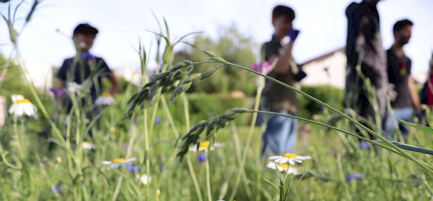 Bunte Naturwiesen sind essentiell für den Erhalt der Biodiversität. © FdPH/ T. Leßke