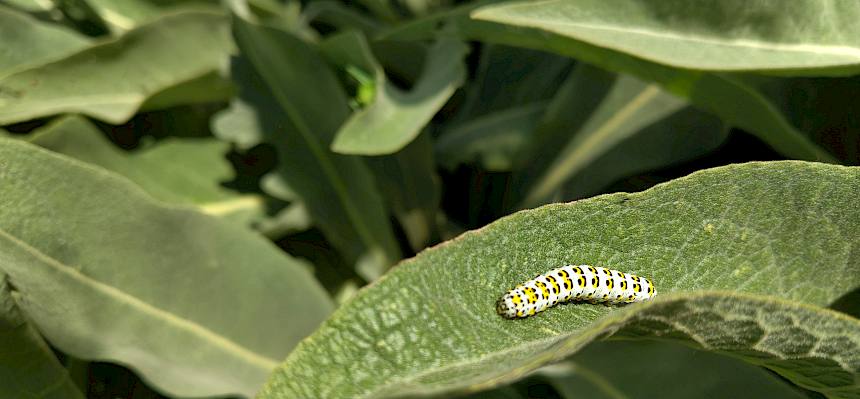 Hier wurde die Raupe eines Kleinen Nachtpfauenauge (Saturnia pavonia) entdeckt. © FdPH/ J. F. Fischer