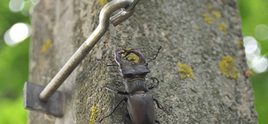 Ein Hirschkäfer-Männchen kreuzte unseren Weg. © FdPH/F. Litzelmann