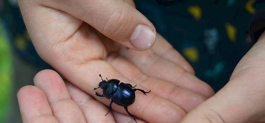 Dieser Mistkäfer konnte vorsichtig auf die Hand genommen werden – Natur erleben mit allen Sinnen. © FdPH/F. Litzelmann