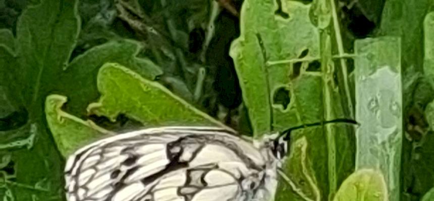 Trotz Regenwetter ließ sich auch ein Schachbrettfalter (Melanargia galathea) blicken. © LPV/H. Spitzauer