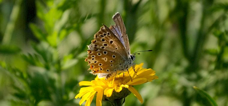 Bunte Vielfalt am preisgekrönten Insektenhighway. © FdPH/J. F. Fischer
