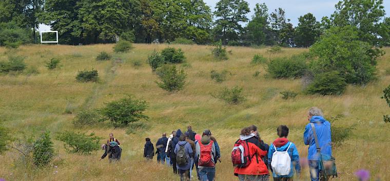 Die Exkursion führte heute über die bunt blühende Perchtoldsdorfer Heide. © FdPH/F. Litzelmann