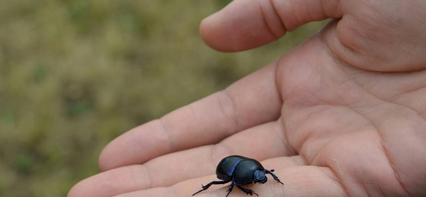 Dungkäfer - hier der Frühlingsmistkäfer (Trypocopris vernalis) - profitieren von der Beweidung und spielen eine große Rolle für Bodengesundheit und Klimaschutz. © FdPH/F. Litzelmann