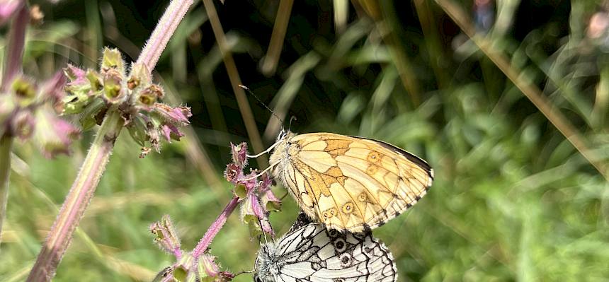 Für die vielen Tiere und Pflanzen im Bildungsgarten - hier ein Schachbrettfalter (Melanargia galathea) - bleiben Teile der Wiesen ungemäht. Hier können die Kinder in den Ferienwochen forschen. © FdPH
