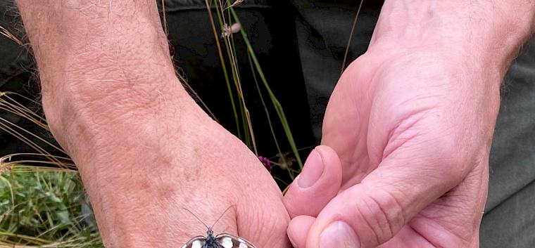 Während der Führung konnten spannende Tiere und Pflanzen entdeckt werden. Hier: ein Schachbrettfalter (Melanargia galathea) und zwei Widderchen (Zygaenidae) auf Kugellauch (Allium sphaerocephalon). © FdPH/P. Wachter
