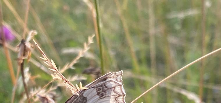 Die Raupen des Schachbrettfalters (Melanargia galathea) fressen ausschließlich Gräser. Die erwachsenen Tiere ernähren sich hauptsächlich vom Nektar violetter Blüten wie Flockenblume, Kratzdistel oder Skabiose. © FdPH/P. Wachter