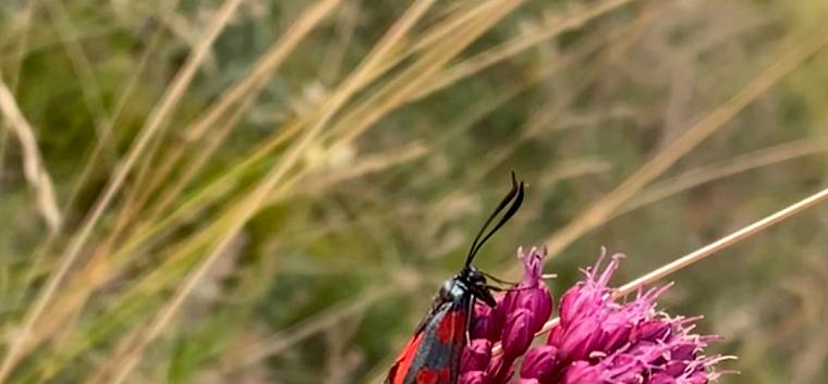 Widderchen (Zygaenidae), auch Blutströpchen genannt, gehören zu den Nachtfaltern. © FdPH/P. Wachter
