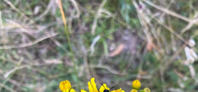 Der Veränderliche Ölkäfer (Mylabris variabilis) fühlt sich auf dem Jakobs- Greiskraut (Jacobaea vulgaris) sichtlich wohl. © FdPH/P. Wachter