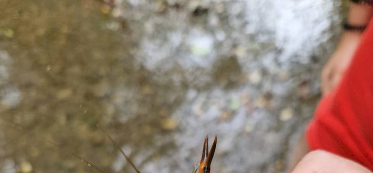 Der Signalkrebs ist eine invasive Art, die heimische Flusskrebse verdrängt. ©FdPH/B. Sabek