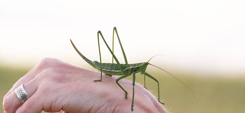 Die Große Sägeschrecke (Saga pedo) war ein Highlight der Nachtführung. © Peter Stöckl
