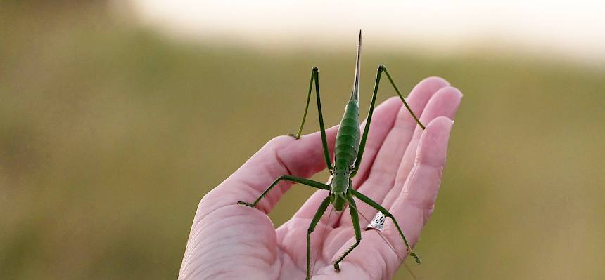 Sägeschrecken leben räuberisch und ernähren sich vorwiegend von anderen Heuschrecken und Grillen. © Peter Stöckl