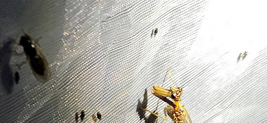 Der Steirische Fanghaft (Mantispa styriaca) gehört zu den Netzflüglern und zählt zu den absoluten Raritäten der heimischen Tierwelt. © LPV/S. Habellöcker