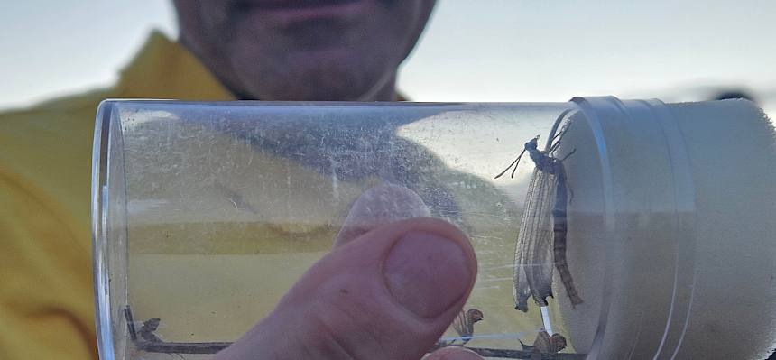 Bei der Führung konnte eine frisch geschlüpfte Ameisenjungfer (Euroleon nostras) aus nächster Nähe betrachtet werden. © LPV/S. Habellöcker