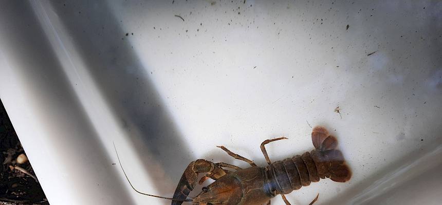 Unter den großen Steinen konnten die jungen Forscher:innen einige große Signalkrebse (Pacifastacus leniusculus) entdecken. © FdPH/S. Leischner
