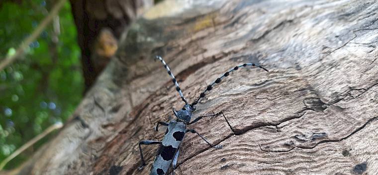 Alpenböcke (Rosalia alpina) leben als Larve in totem Buchenholz. Erst nach Jahren verwandeln sie sich zu prächtigen Käfern. © FdPH/S. Leischner