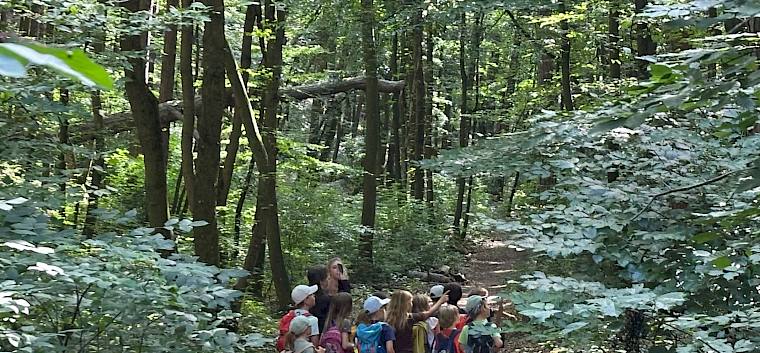 Hier wurde ein Reh im Wald entdeckt! © FdPH/E. Weisz-Emesz