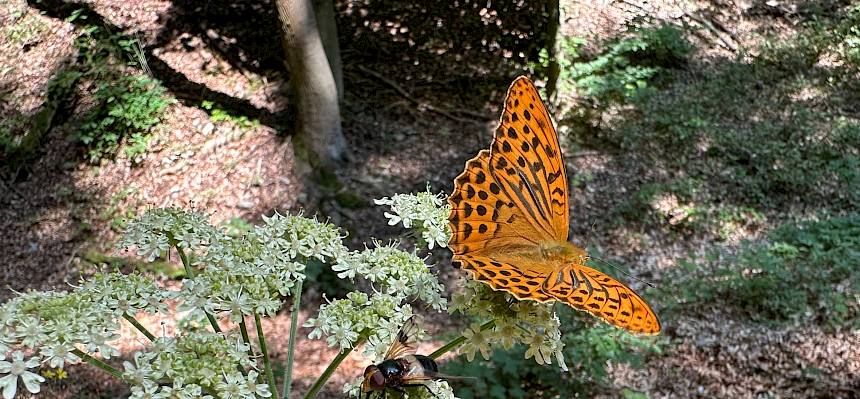 Eine Waldschwebefliege (Volucella pellucens) und ein Kaisermantel (Argynnis paphia) teilen sich hier den Rast- und Futterplatz. © FdPH/E. Weisz-Emesz